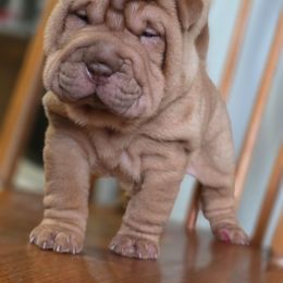 Cottage Cheese - Red fawn male Chinese Shar-Pei puppy in Salem, Ohio from WrinkleMonsters