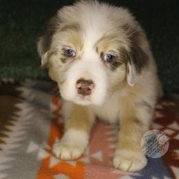 Sally - Red merle female Australian Shepherd puppy in Yoder, Colorado from Tréad Tines Aussies
