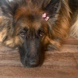 Gracie - Black and red female German Shepherd puppy in Salem, South Carolina from Von Maqqedah Haus German Shepherds