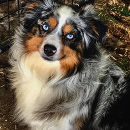 Miniature American Shepherd, Miniature Australian Shepherd, and Toy Australian Shepherd All Grown Up from Best Little Aussies