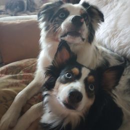 Australian Shepherd Puppies from Remy's BFF's (Best friends furever)