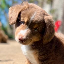 Danny (ASDR and AKC) - Red tri-color male Miniature American Shepherd puppy in Stockton, Missouri from Kizmit Farmz