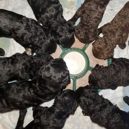 Goldendoodle Puppies from Lesia's Goldendoodles