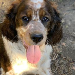 English Springer Spaniels from Bourbon Trail Springers