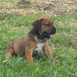 Porter Brown Collar - Brown male Boerboel puppy in Florida from CLAD Guard Boerboels