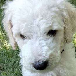 Buddy - White Poodle puppy in Hubertus, Wisconsin from Jessica's Poodles