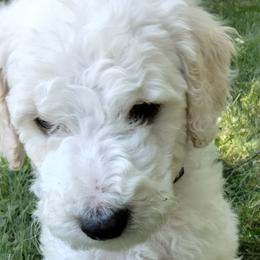 Buddy - White Poodle puppy in Hubertus, Wisconsin from Jessica's Poodles