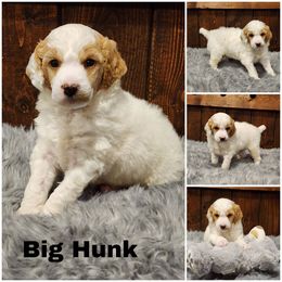 Big Hunk - Parti male Poodle puppy in Elma, Washington from Joyful Paw Poodles