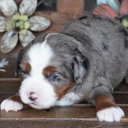 Blue Merle 2 - Blue merle male Miniature Australian Shepherd puppy in Lawton, Oklahoma from Lindsey’s Aussies