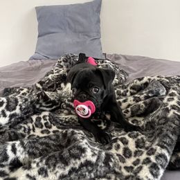 Pug Puppies from Camp Pug