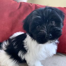 Havanese Puppies from Biscuits N Gravy Havanese