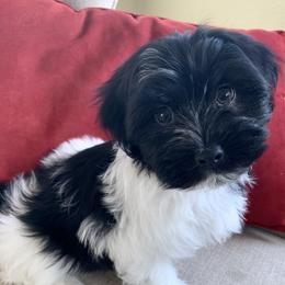 Havanese Puppies from Biscuits N Gravy Havanese