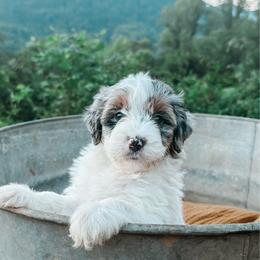 Reed - male Australian Mountain Doodle puppy in Tryon, North Carolina from Melrose Mountain Farm
