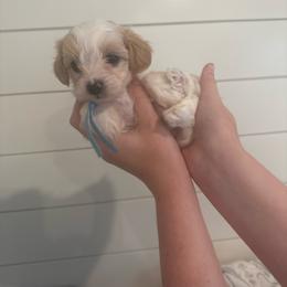 Bubbles - Cream male Cavapoo puppy in Lafayette, Oregon from Wine Country Cavapoos