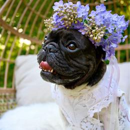 Ciara - French Bulldog