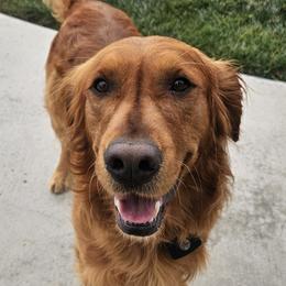 Golden Retrievers from Coppertown Retrievers