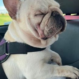 French Bulldogs from Frenchie Babies