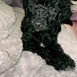 Goldendoodle Puppies from az goldendoodle pups