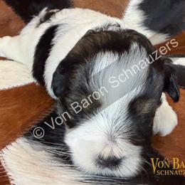 Noah AKC RARE red pepper and rust parti - Parti male Miniature Schnauzer puppy in Dayton, Texas from Von Baron Schnauzers