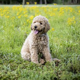 Goldendoodle and Labradoodle Puppies from Dessie's Doodles