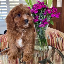 Dillion - Red male Cavapoo puppy in Los Angeles, California from Myles Barnum