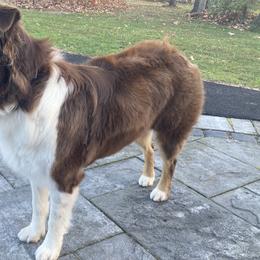 Myrtille - Australian Shepherd