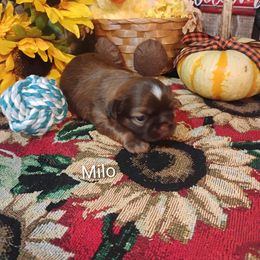 Boy 1 - male Shih Tzu puppy in Ruffs Dale, Pennsylvania from RAM Shih Tzus Rolling Hills of PA