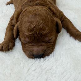 Boy 2 - Red male Cavapoo puppy in Haleyville, Alabama from Susan’s Prefurred Doodles