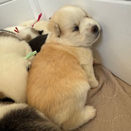 Brown Collar - Red and white male Pomsky puppy in Exeter, Rhode Island from Ocean State Pomskies