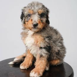 Alpine - Merle female Bernedoodle puppy in Glendale, Arizona from Arizona Bernedoodles