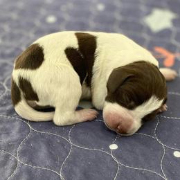 Maggie - Liver and white female German Shorthaired Pointer puppy in Hot Springs, Virginia from Thunder Mountain Gun Dogs