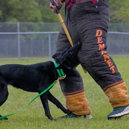 Belgian Malinois and Dutch Shepherds from Berserkermalinoiskennel