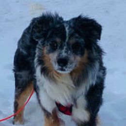 Australian Shepherd and Miniature American Shepherd All Grown Up from Whispering Valley Miniature American Shepherds and Australian Shepherds