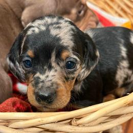 Onyx - Black and tan male Dachshund puppy in Salem, Oregon from Longdox Mini Dachshunds
