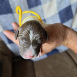 Yellow Boy 4 - White and liver male German Shorthaired Pointer puppy in Lindsay, California from Dori's Danes