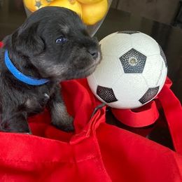 Miniature Schnauzer Puppies from Del Sol Miniature Schnauzers