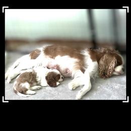 Bailey - Cavalier King Charles Spaniel