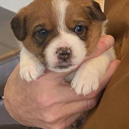 Golden Retriever and Jack Russell Terrier Puppies from Shelby Burleson's Golden Retrievers and Jack Russell Terriers