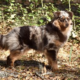 Grimm - Miniature American Shepherd