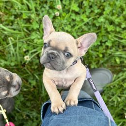 Baela - Blue fawn female French Bulldog puppy in Wilkes County, North Carolina from Carolina High Country Frenchies