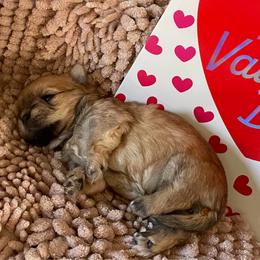 Annie - Gold female Morkie puppy in Taylorsville, North Carolina from Mountain Top Hot Tailz