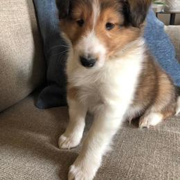 Shetland Sheepdog Puppies from Southern Shelties