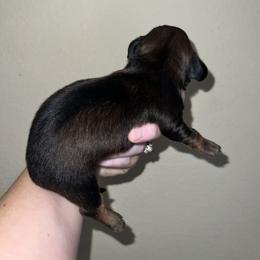 Martin - Red male Dachshund puppy in La Junta, Colorado from Royal King’s Mini Dachshunds