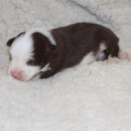 Blue-Eyed Red Tri Male - Red tri male Toy Australian Shepherd puppy in Leighton, Alabama from Isbell Land & Livestock, LLC