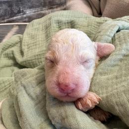 Ebenezer - Apricot male Poodle puppy in Osseo, Michigan from Paws in the Country
