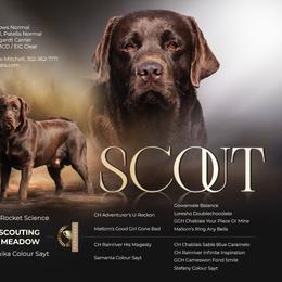 Scout - Labrador Retriever