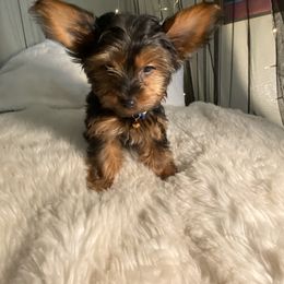 Yorkshire Terrier Puppies from Cutest AKC AZ Yorkies