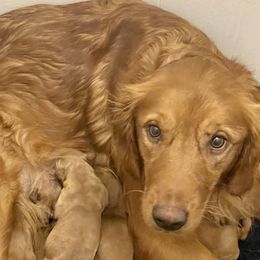 Charlie - Golden Retriever