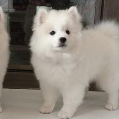 American Eskimo Dogs from Kaydells Kennels