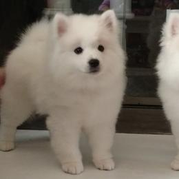 American Eskimo Dogs from Kaydells Kennels